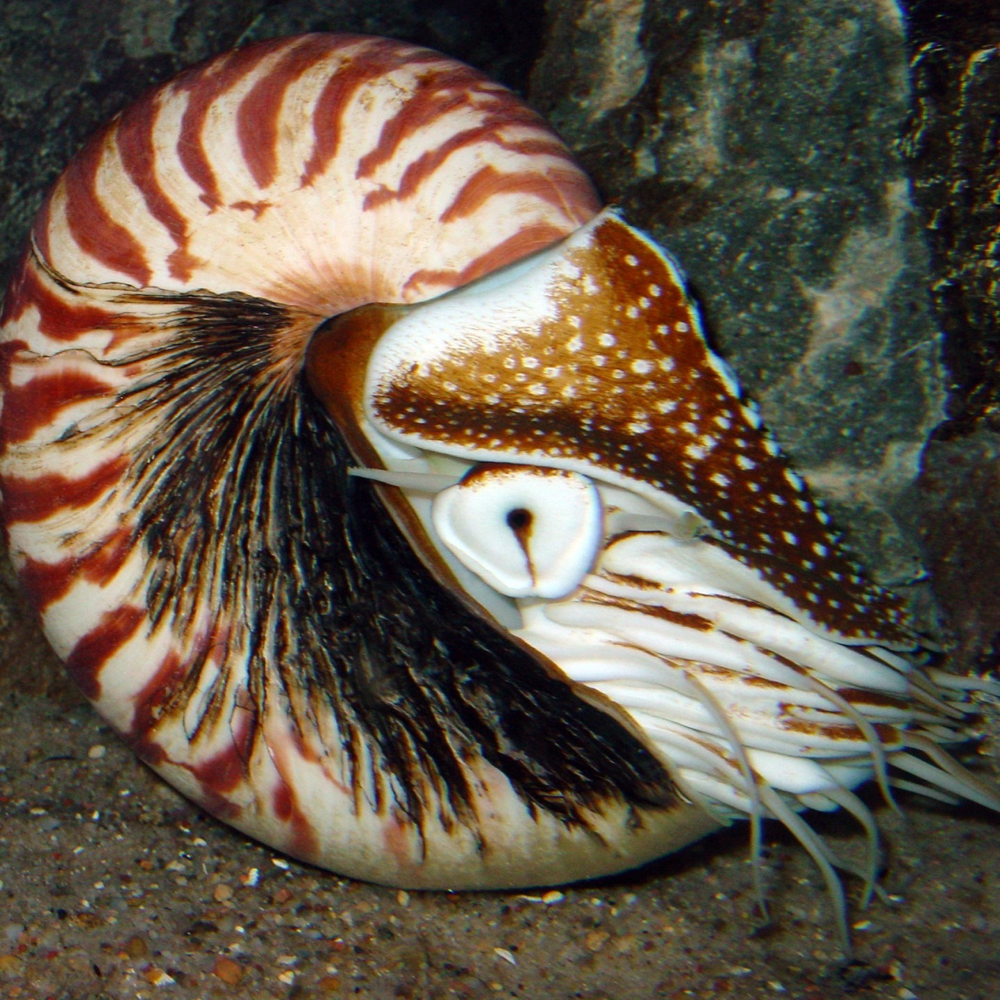 nautilus